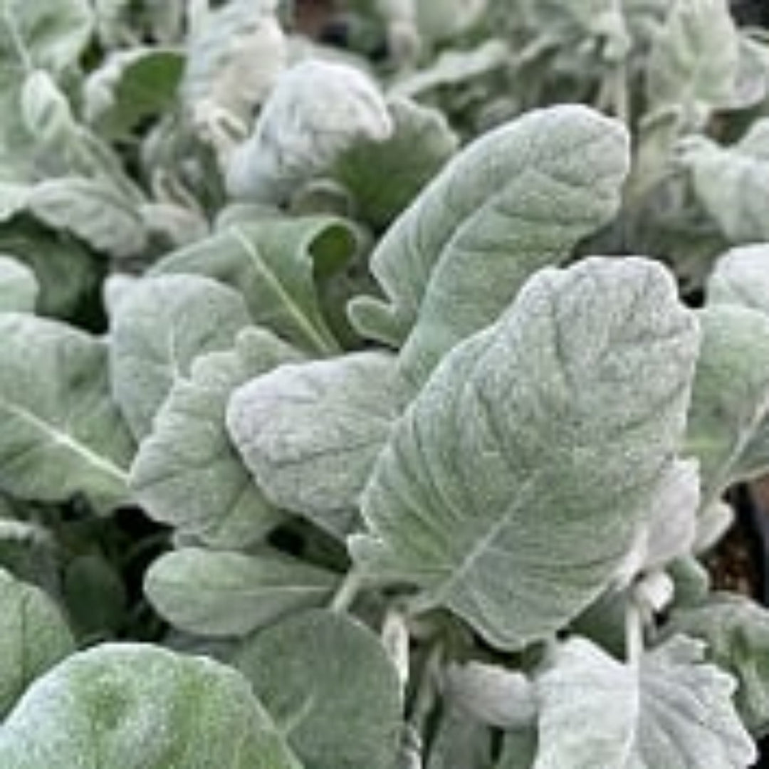 Jacobaea maritima Dusty Miller, 3-Pack Annuals