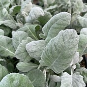 Jacobaea maritima Dusty Miller, 4 Inch Annuals