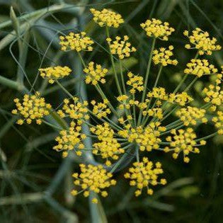 Al's Garden & Home generic Fennel (Foeniculum vulgare), 4 Inch edible herb