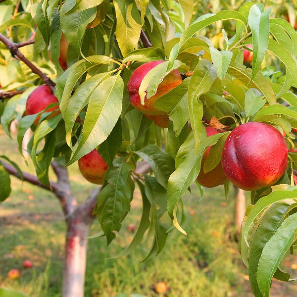 Al's Garden & Home 'Flavortop' Semi-Dwarf Nectarine (Prunus persica nucipersica), 7 Gallon Tree edible tree