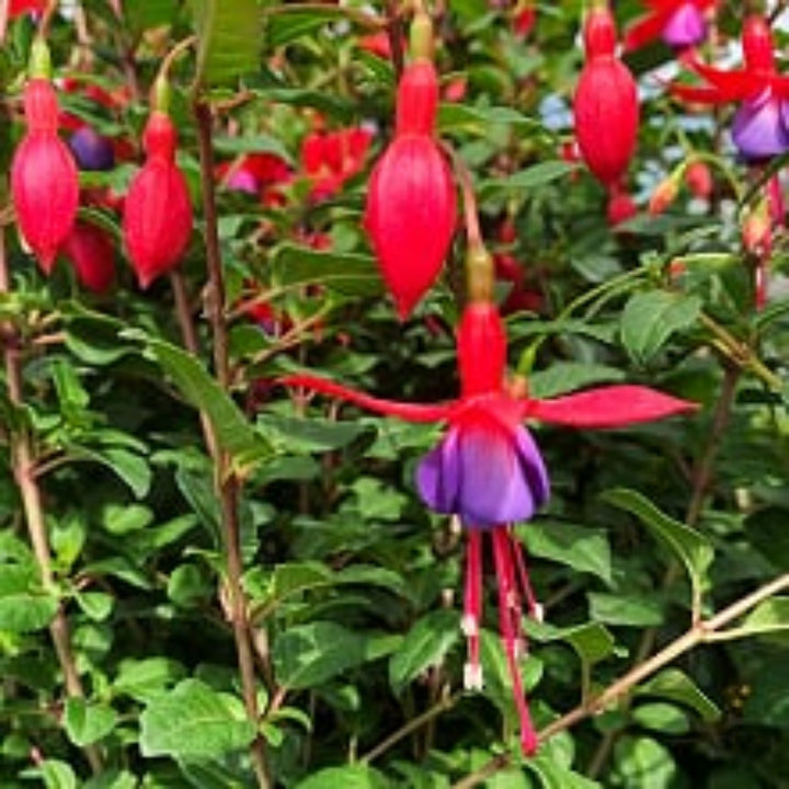 Fuchsia magellanica 'Pat's Dream' Hardy Fuchsia, 5 Gallon Perennials