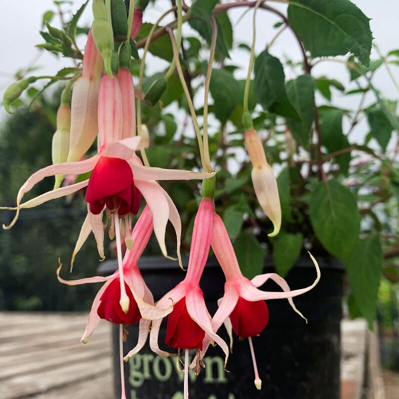 Fuchsia magellanica 'Checkerboard' Hardy Fuchsia, 1 Gallon Perennials