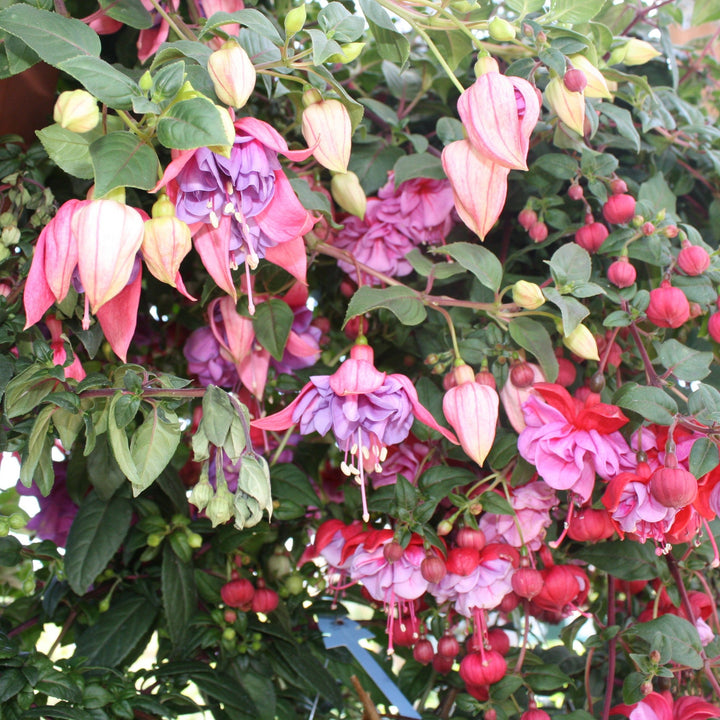 Spring Hanging Basket