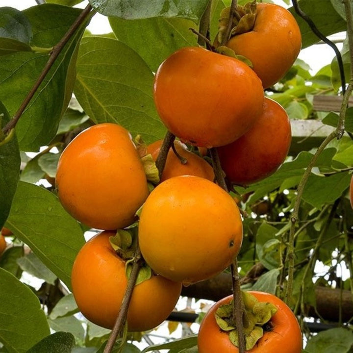 Diospyros kaki 'Fuyu' Persimmon Tree, Bare Root Trees