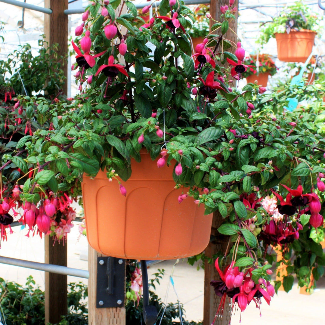 Spring Hanging Basket