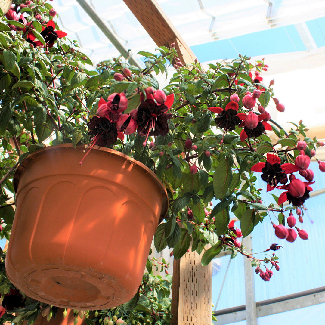 Spring Hanging Basket