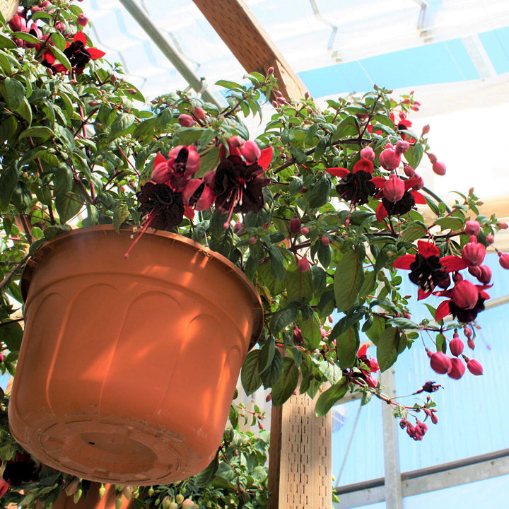 Spring Hanging Basket
