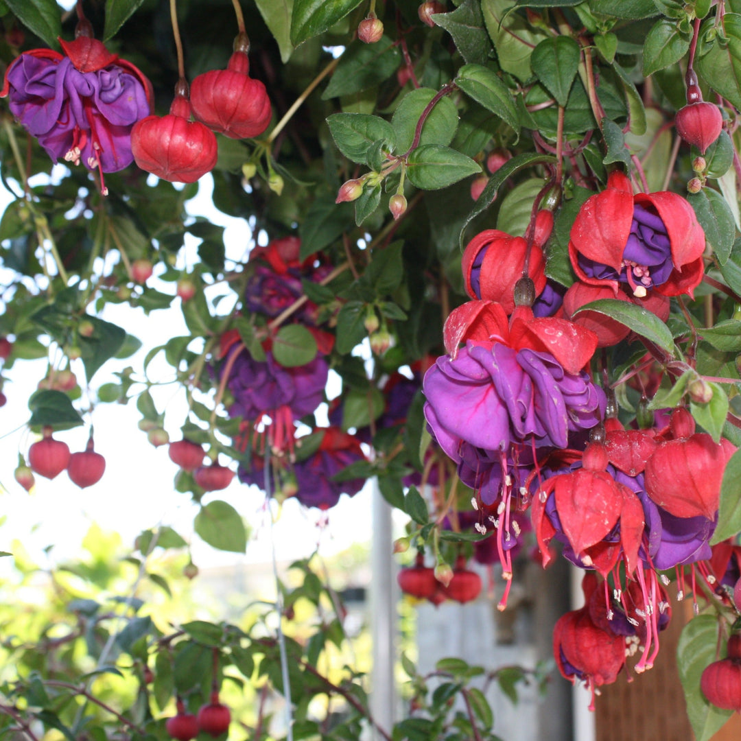 Spring Hanging Basket