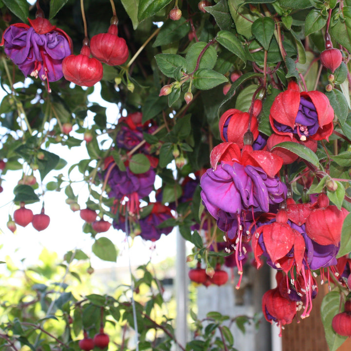 Spring Hanging Basket