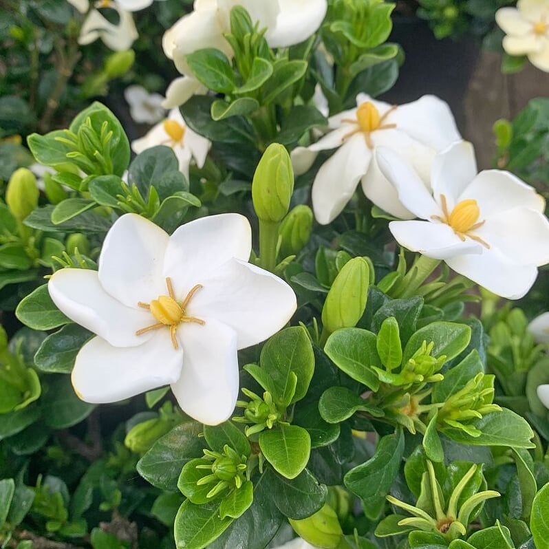 Gardenia jasminoides 'Kleim's Hardy' Gardenia, 1 Gallon Shrubs