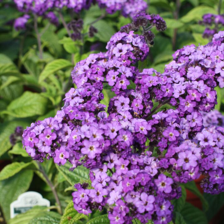 Heliotropium arborescens 'Fragrant Delight' Heliotrope, 4 Inch Annuals