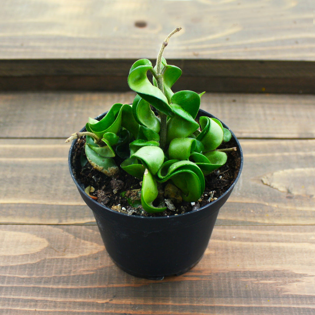 Hoya carnosa 'Compacta' Hindu Rope Plant, 4 Inch Houseplants