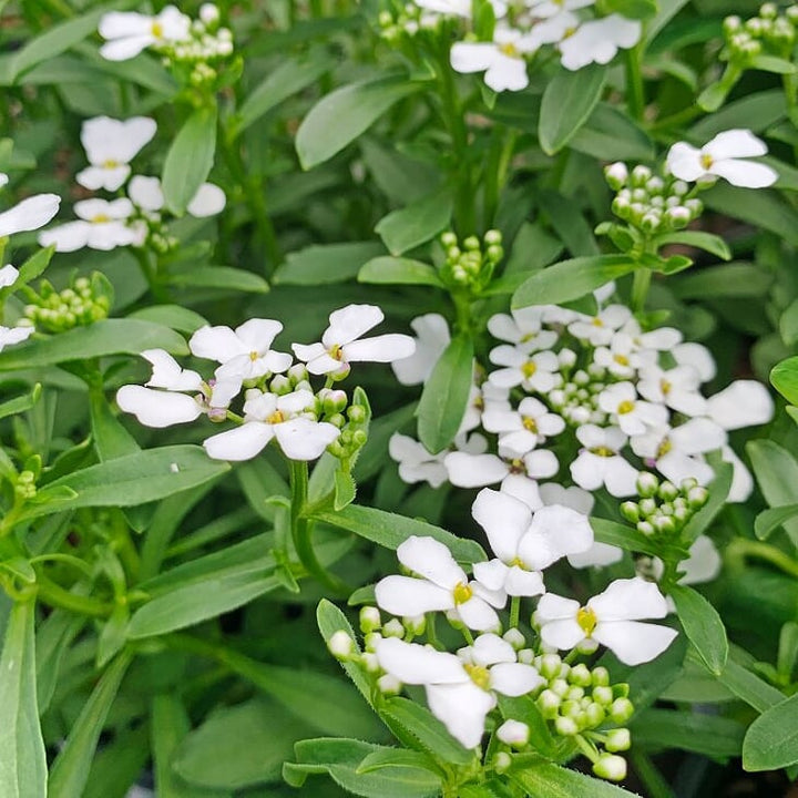 Iberis sempervirens 'Summer Snowdrift' PP30713 Candytuft, 1 Quart Perennials