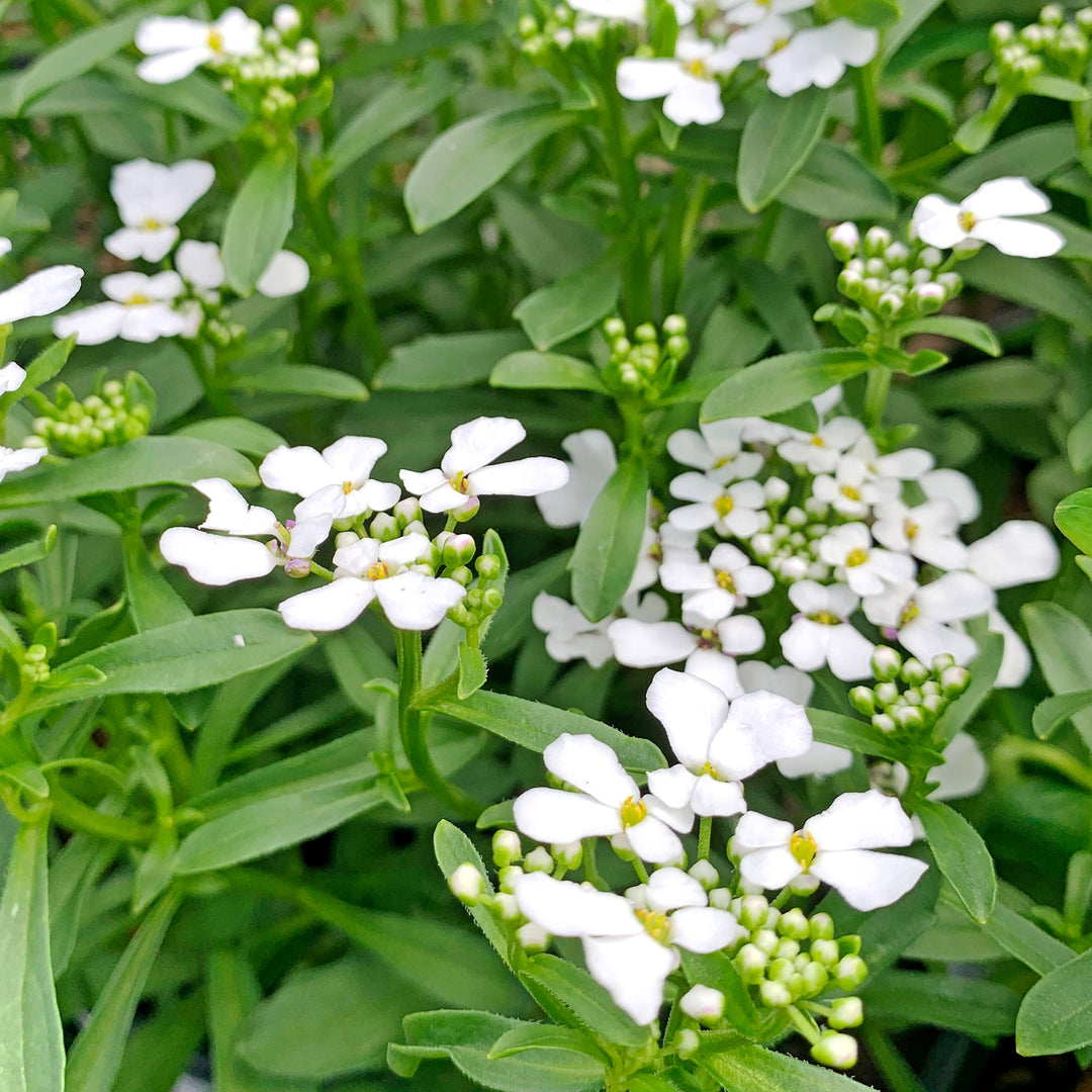 Iberis sempervirens 'Summer Snowdrift' PP30713 Candytuft, 1 Gallon Perennials