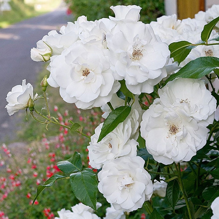 Als garden and home roses