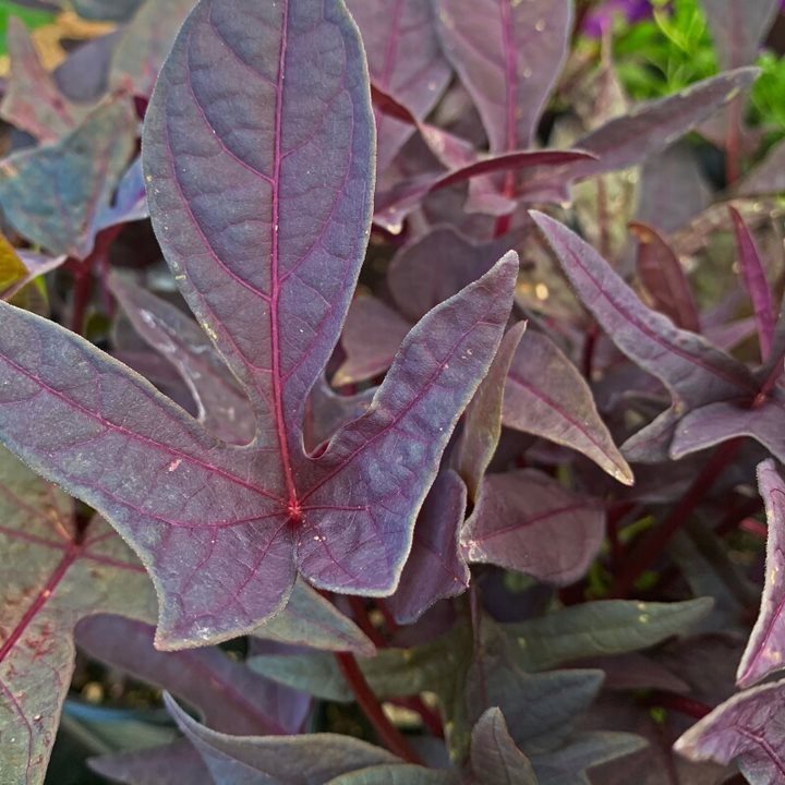 Ipomoea batatas 'NCORNSP-011MNLC' PP21743 Sweet Potato Vine, 4 Inch Annuals