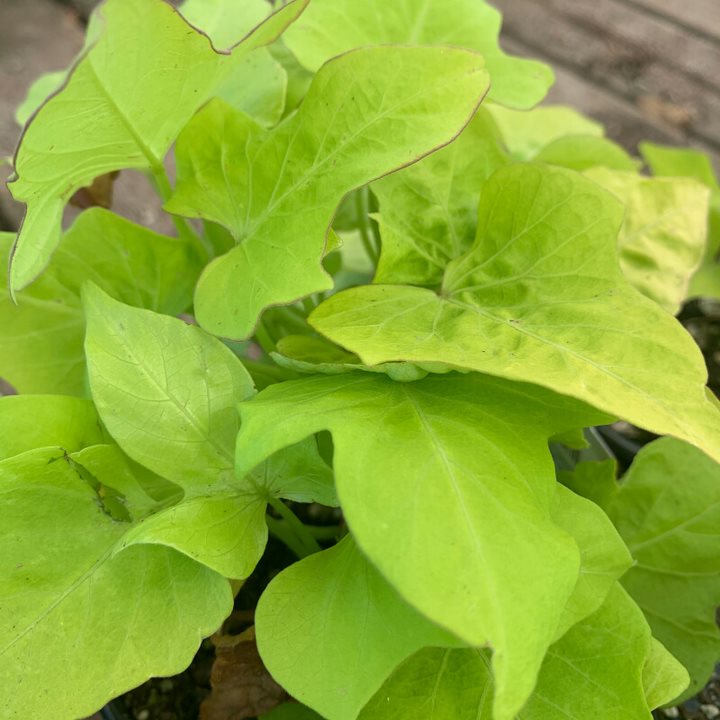 Ipomoea batatas 'Marguerite' Sweet Potato Vine, 4 Inch Annuals