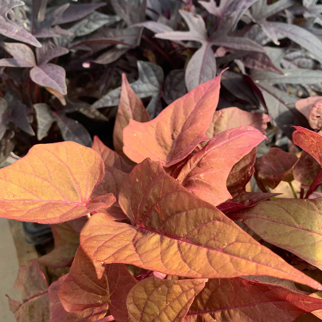 Ipomoea batatas 'Blackie' Sweet Potato Vine, 1 Quart Annuals