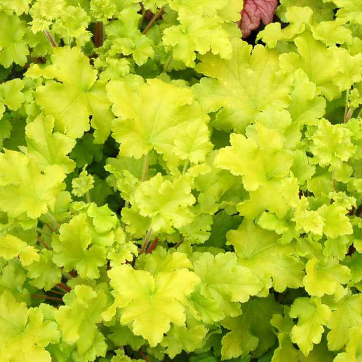 Heuchera 'Firefly' Coral Bells, 1 Gallon Perennials