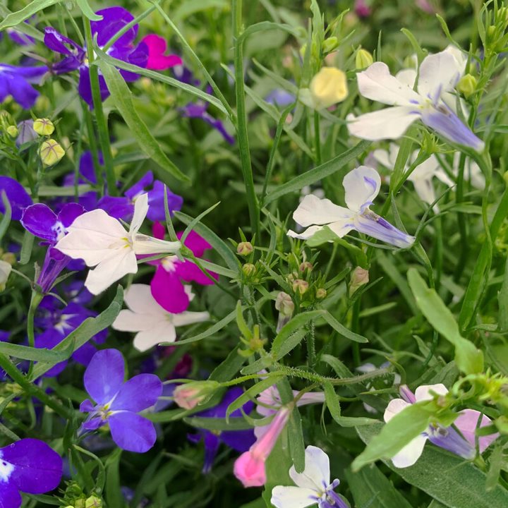 Lobelia erinus 'Regatta Trailing Mix' Lobelia, 3-Pack Annuals