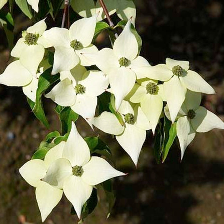 Cornus kousa 'Milky Way' Kousa Dogwood, 48-60 Inches Trees