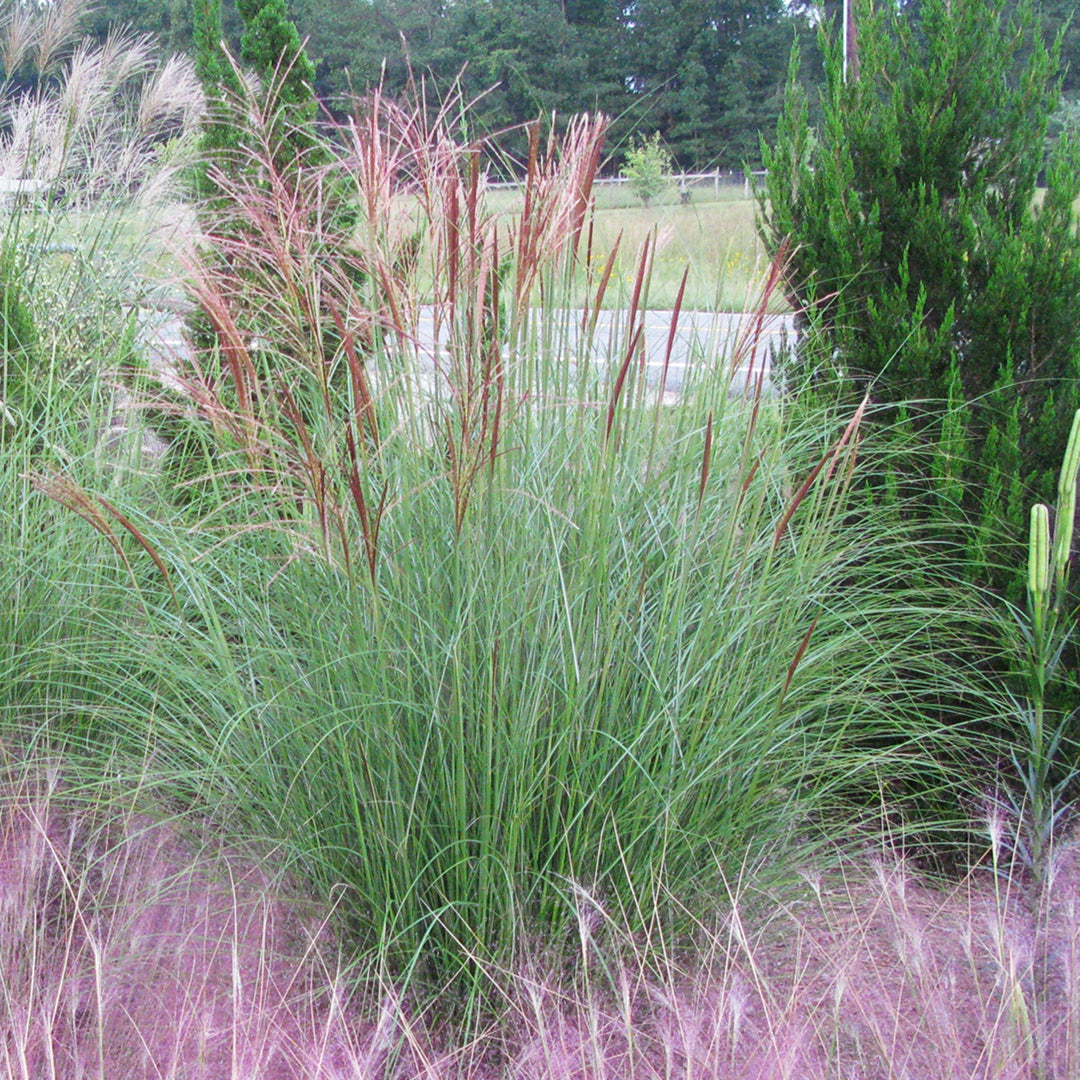 Miscanthus sinensis 'Gracillimus' Miscanthus, 1 Gallon Perennials