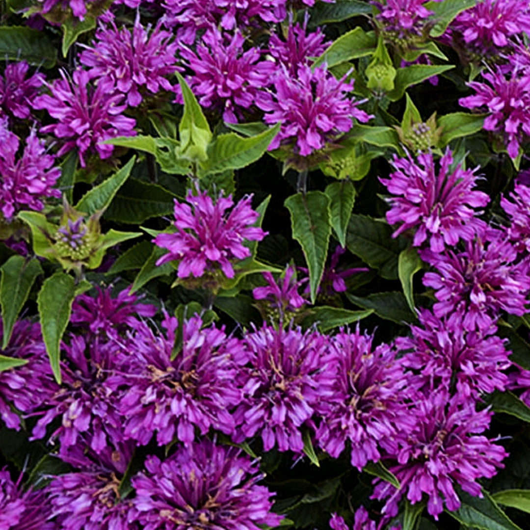 Monarda didyma 'Pocahontas Pink' Bee Balm, 1 Gallon Perennials