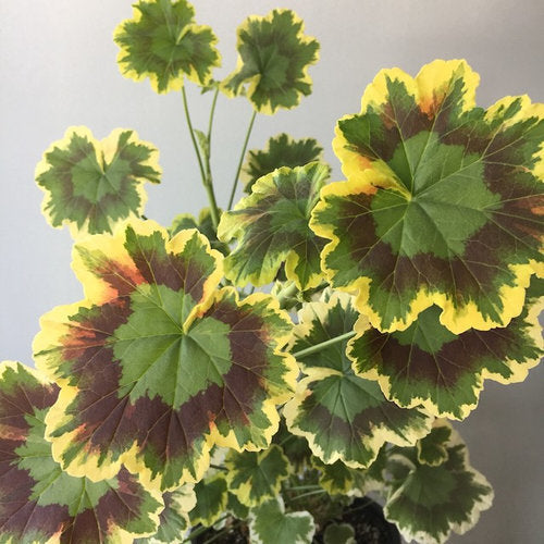Pelargonium x 'Mrs. Pollack' Fancy Leaf Geranium, 1 Quart Annuals