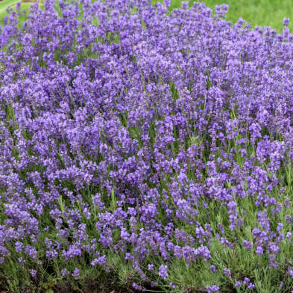 Lavandula angustifolia 'Munstead' English Lavender, 1 Quart Perennials