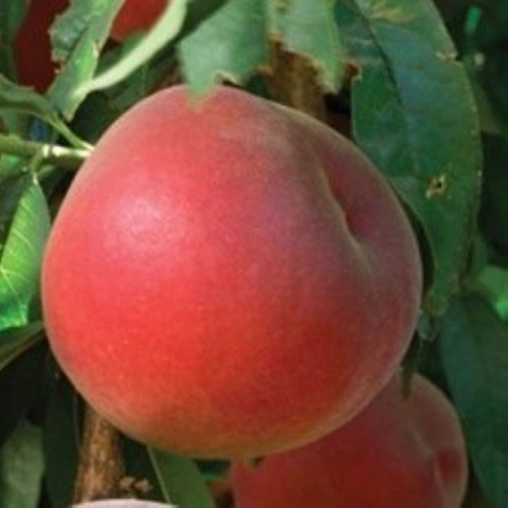 Prunus persica var. nucipersica 'Sunglo' Semi-Dwarf Nectarine, Bare Root Trees