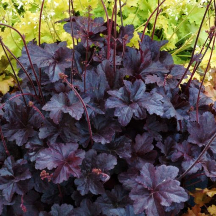 Heuchera 'Obsidian' Coral Bells, 1 Gallon Perennials