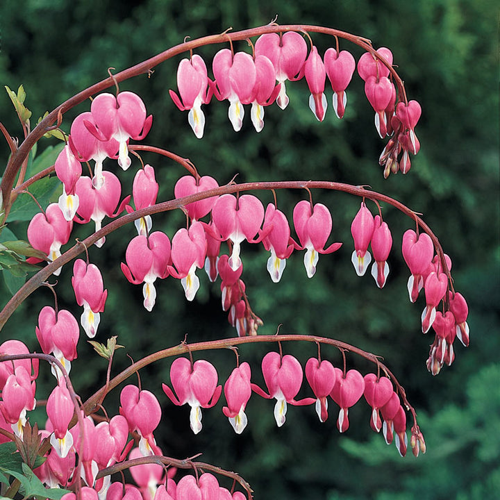 Dicentra spectabilis Bleeding Heart, 1 Gallon Perennials
