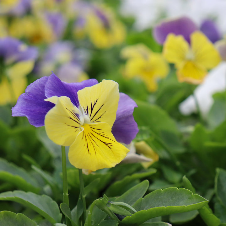 Pansy