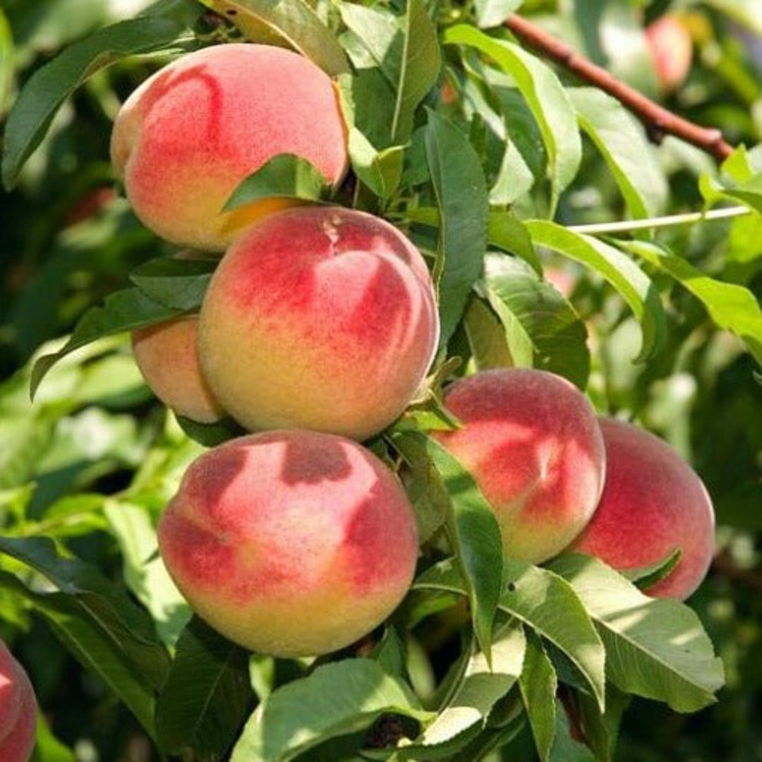 Prunus persica 'Bonanza' Semi-Dwarf Peach, 7 Gallon Trees