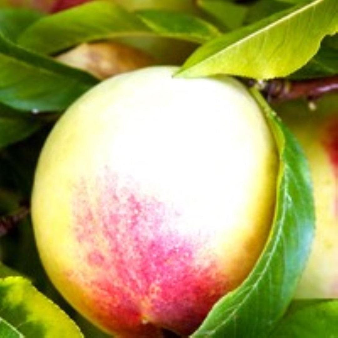 Prunus persica 'Early Elberta' Bare Root Peach Tree, Bare Root Trees