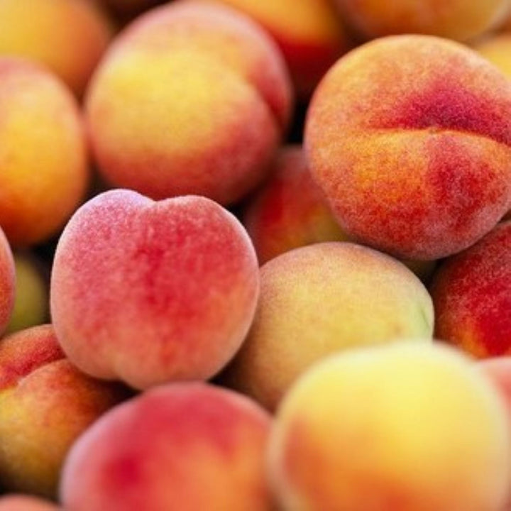 Prunus persica 'Frost' Semi-Dwarf Peach, Bare Root Trees