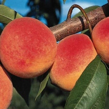 Al's Garden & Home 'Red Haven' Semi-Dwarf Peach (Prunus persica), 7 Gallon Tree edible tree