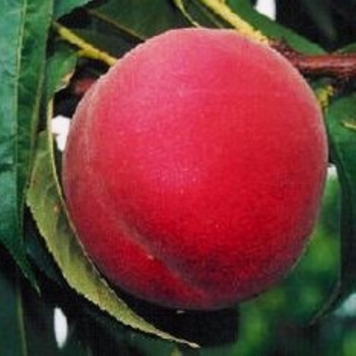 Prunus persica 'Suncrest' Semi-Dwarf Peach, Bare Root Trees