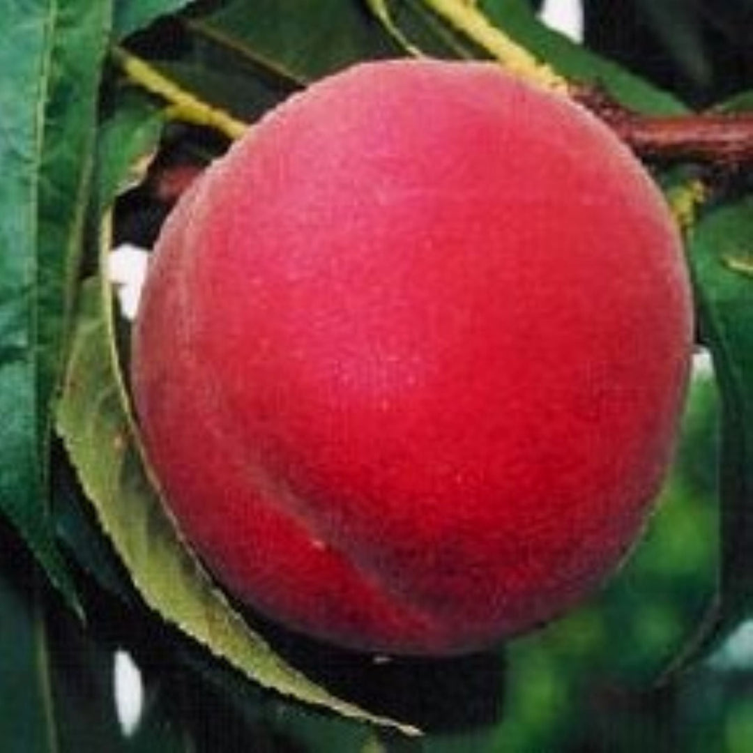 Prunus persica 'Suncrest' Bare Root Peach Tree, Bare Root Trees