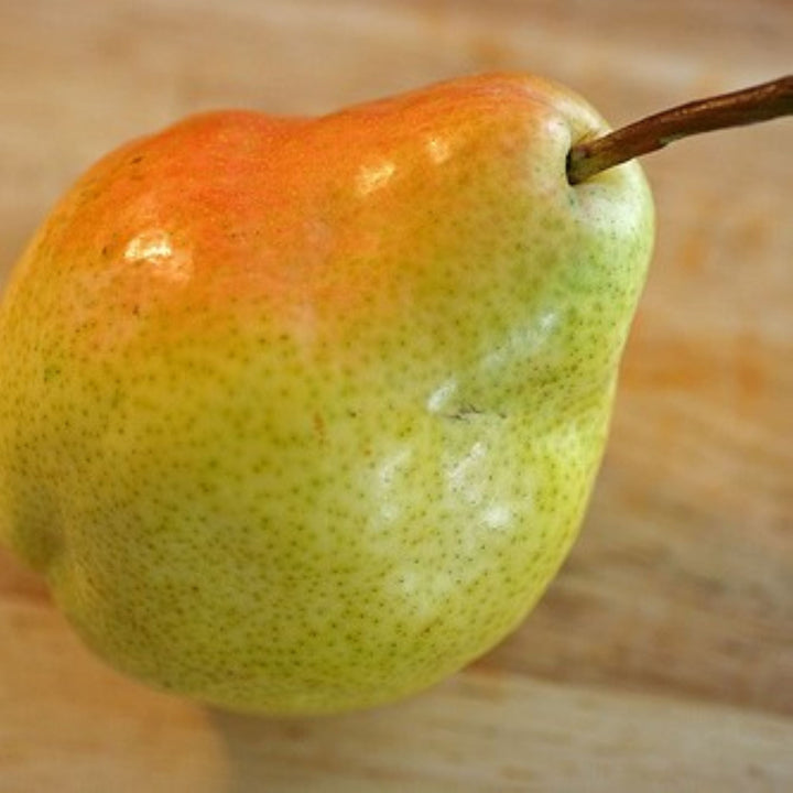 Pyrus communis 'Bartlett' Bare Root Pear Tree, Bare Root Trees