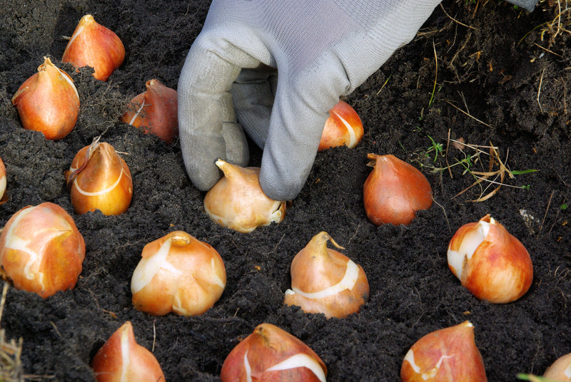 All Bulbs