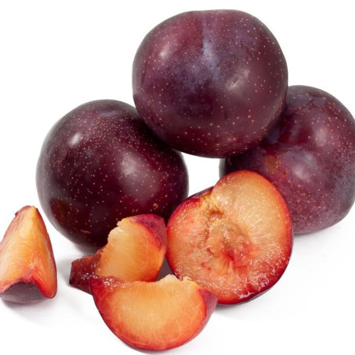 Prunus domestica 'Flavor King' Dwarf Plum, Bare Root Trees
