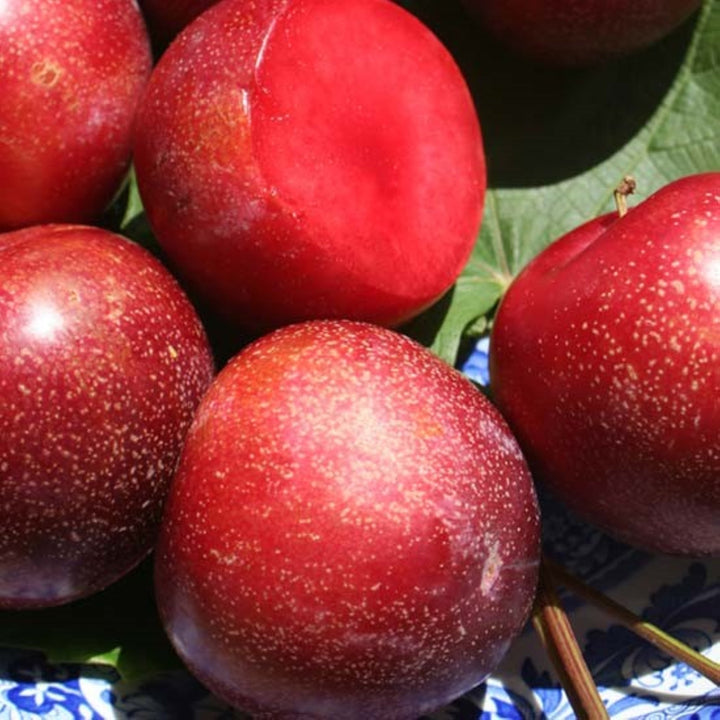 Prunus domestica 'Flavor Supreme' Dwarf Plum, Bare Root Trees
