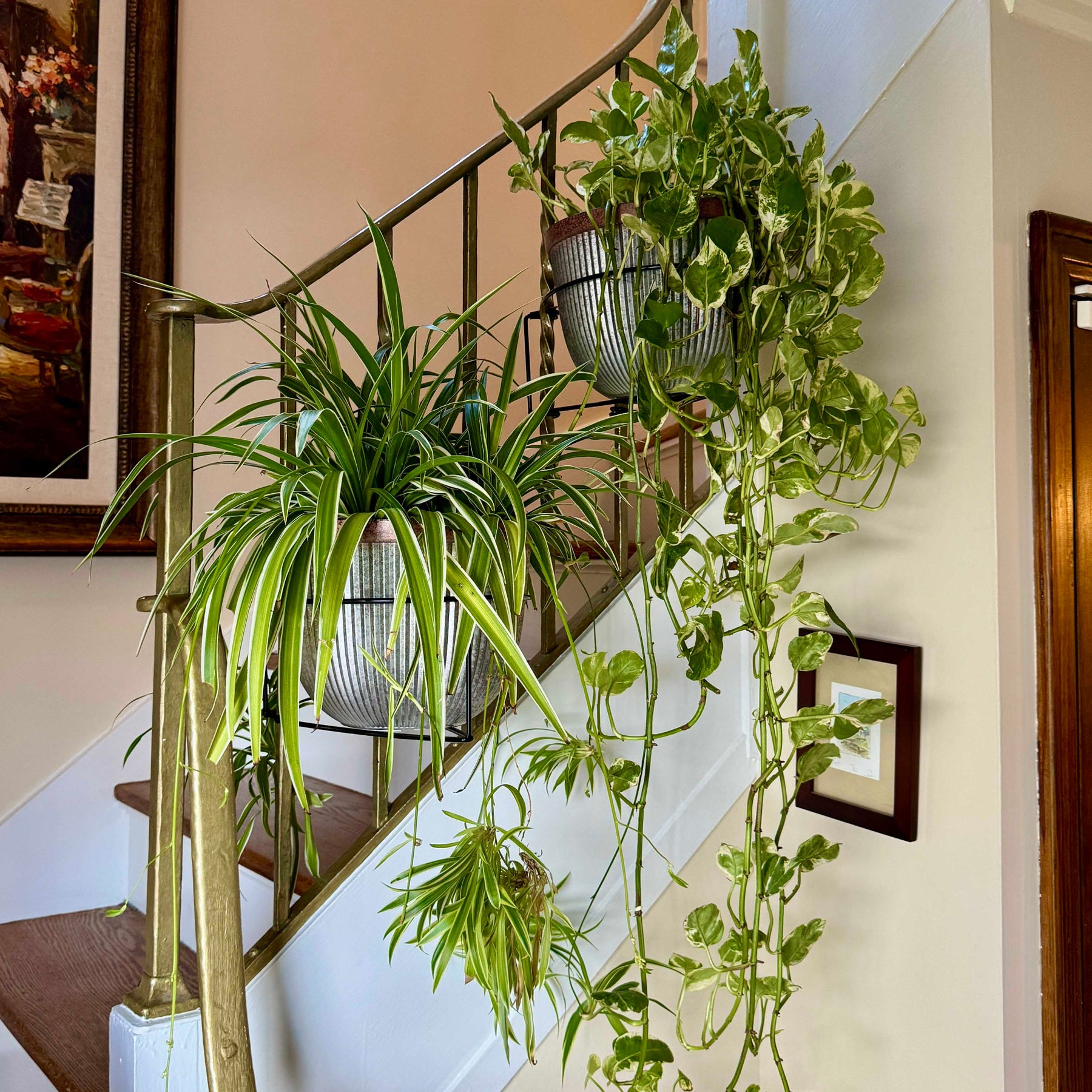 plant hanger for railing Railscape Floating Plant Hanger – Al's Garden & Home