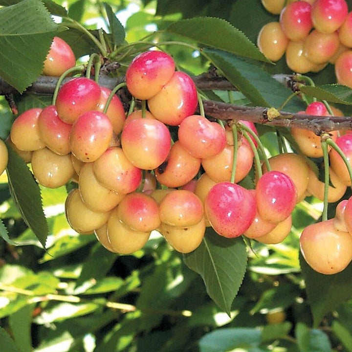 Prunus avium 'Royal Ann' Semi-Dwarf Cherry, 7 Gallon Trees