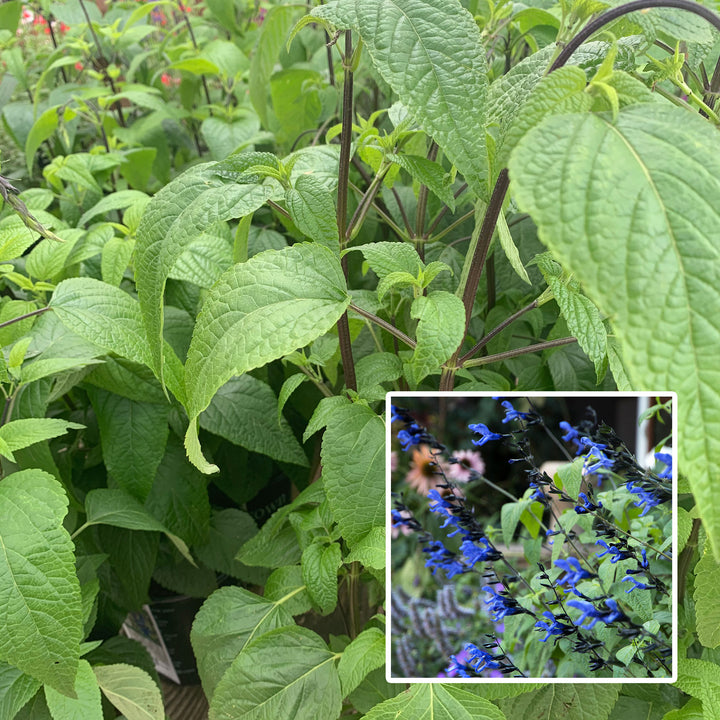 Al's Garden & Home 'Black and Blue' Hardy Salvia (Salvia), 1 Gallon perennial