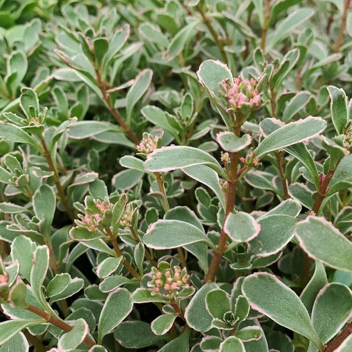 Sedum spurium 'Tricolor' Creeping Sedum, 1 Quart Perennials