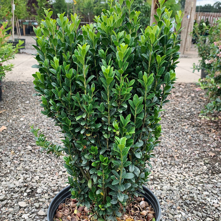 Ilex crenata 'Sky Pencil' Japanese Holly, 1 Gallon Shrubs