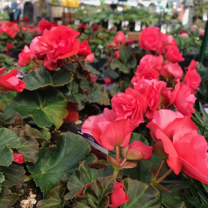 Begonia x 'Solar Mix' Begonia, 1 Quart Annuals