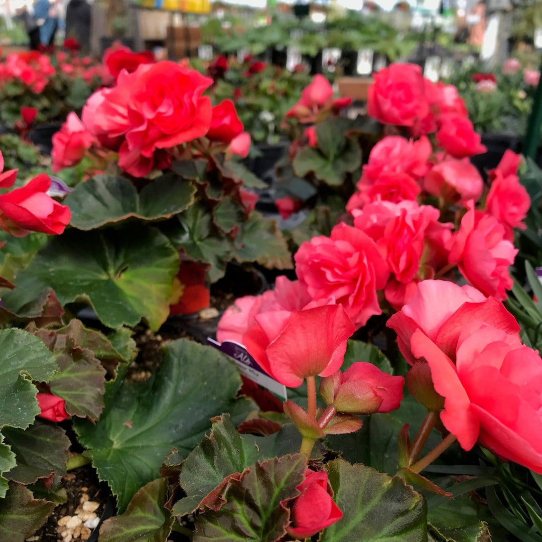 Begonia x 'Solar Mix' Begonia, 6 Inch Annuals